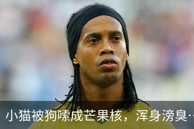 小猫被狗嗦成芒果核，浑身滂臭…猫：想舔毛都下不去嘴啊啊